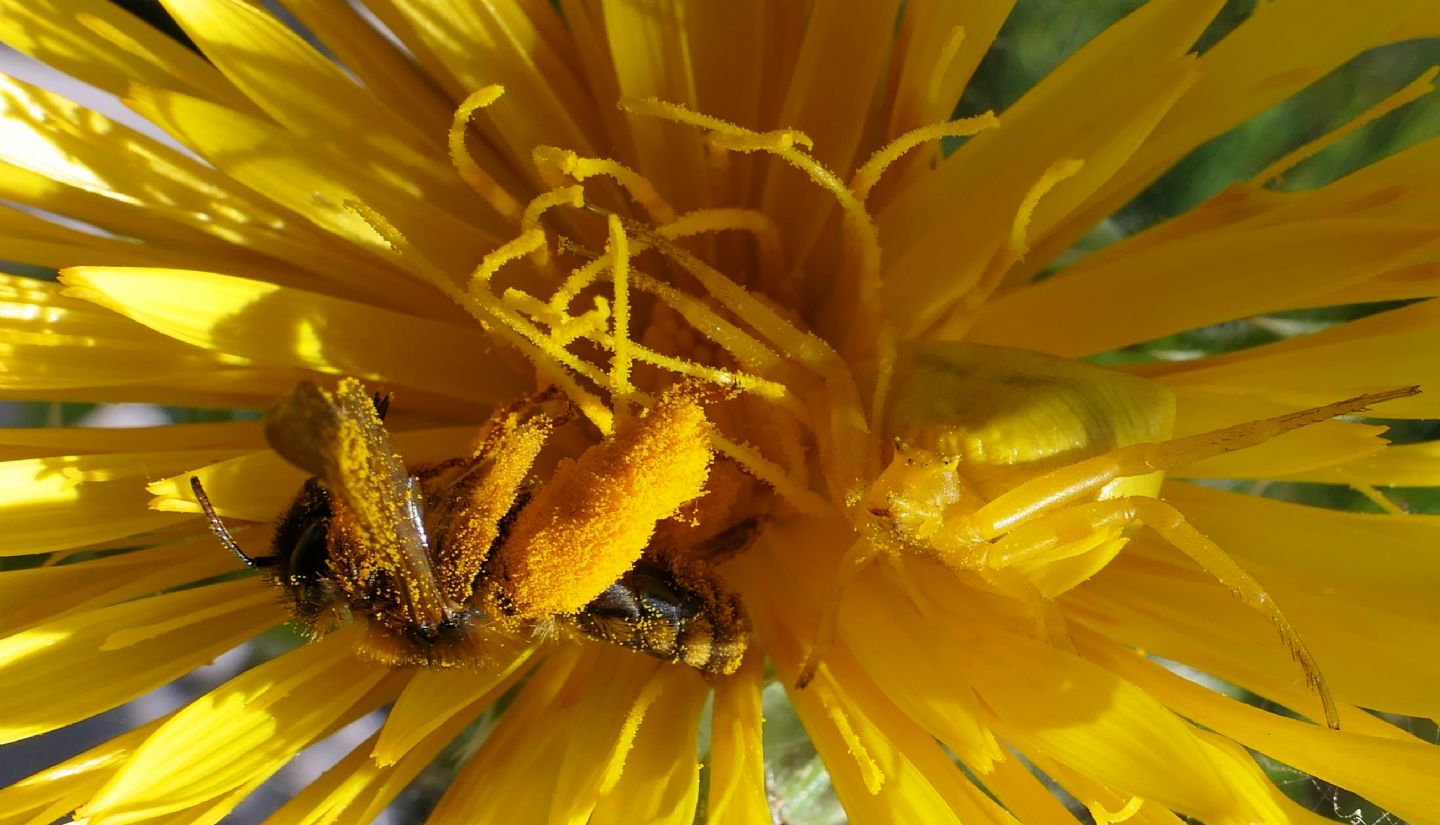 Thomisus onustus